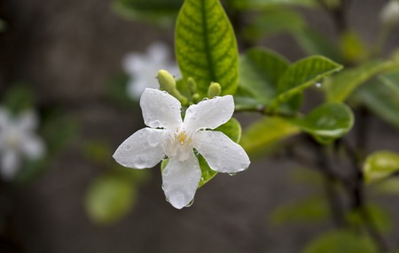 White tropical flower under the rain. Tropical plant bloom macro photo. Green leaf and white flower with water drops closeup. Fresh natural image for wallpaper, background, card or banner templateの写真素材