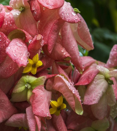 Pink tropical flower mussaenda on a tree branch. Blooming tree in tropic garden. Exotic flower blossom. Gentle pink petals and yellow middle. Romantic botanical photo or card template. Wedding flowerの写真素材