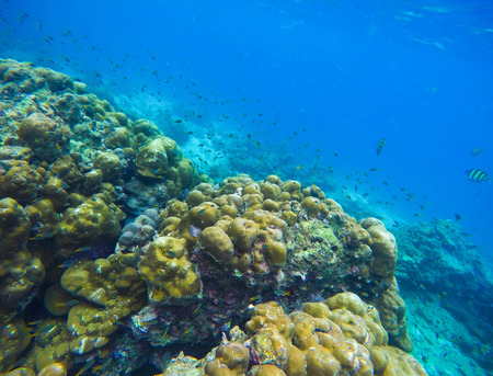 Tropical sea and coral reef underwater landscape. Oceanic life. Seaside plants and animals. Exotic undersea view during snorkeling in warm water of asian island. Yellow corals and blue sea waterの写真素材
