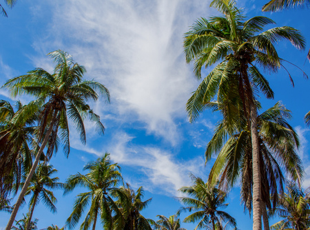Coco palm trees and sky with fluffy clouds. Tropical landscape from summer vacation. Exotic nature under sun. Horizontal image for banner or card template, wallpaper or poster, with place for textの写真素材