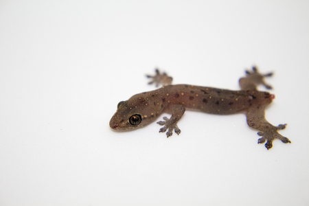Gecko without tail on white background. Baby lizard with tail loss ability resting. Tropical animal close-up portrait. Image of exotic reptile from South Asia. Wild fauna living near human.の写真素材