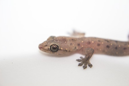 Closeup photo of gecko on white background. Baby lizard macro photo with eyes and forward paws. Cute little animal portrait. Exotic reptile close-up image. Biological illustration with text placeの写真素材