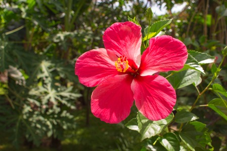 Pink flower on tropical background. Bright hibiscus flower on the branch with fresh green leaves. Asian flora with symbolic meaning. Big open bloom with five petal and long pistil. Summer travel photoの写真素材