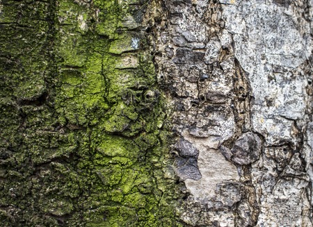 Wood texture closeup image Macro photo of grey and mossy tree surface. Natural background from forest for wooden banner template, shabby chick backdrop, eco product package. Timber close-up pictureの写真素材