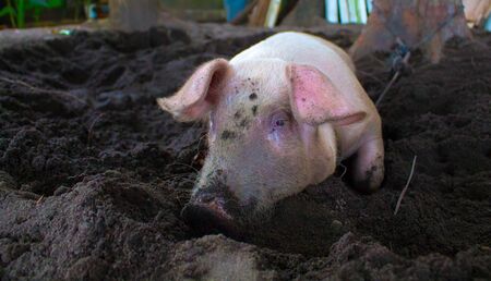 Pink pig with dirty snout digs the ground. Resting piglet on farm backyard. Village scene with funny pig. Big domestic animal. Cute pig portrait. Swine head close photo. Rural countryside animal imageの写真素材