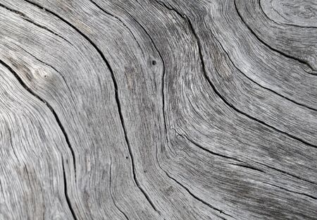 Timber texture close up photo. White and grey wood background. White old tree near the sea. Curves and lines on rustic timber. Rough timber texture. Sea wood backdrop. Grey old tree cracks ornamentの写真素材