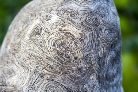 Tree trunk texture close up photo. White and grey wood background. White old tree near the sea. Curves and swirls on rustic timber. Rough timber texture. Sea wood backdrop. Grey old tree unusual drawの写真素材