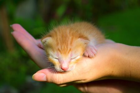 Newborn kitty in hand under sunlight. New born baby cat. Red kitty in caring hands. Cute baby cat close photo. Lovely baby pet sleeping in hands. Sweet cat closeup. Pretty newborn kitten close imageの写真素材