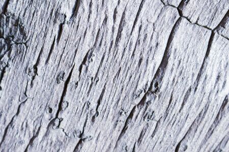 Wooden texture close up photo. White and grey wood background. White old tree near the sea. Curves and lines on rustic timber. Rough timber texture. Sea wood backdrop. Weathered tree texture patternの写真素材