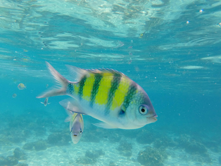 Underwater landscape with coral fishes. Single dascillus fish closeup. Yellow and black striped coral fish. Clean blue sea lagoon with coral reef. Ocean ecosystem. Underwater photography for wallpaperの写真素材