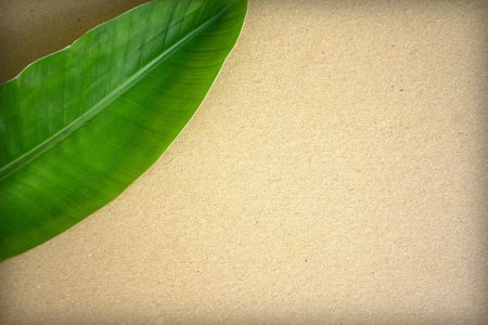 Craft paper background with green leaf and vignette. Natural backdrop. Beige paper sheet mockup for drawing, sketching, lettering,. Exotic garden elements in flat lay composition with place for textの写真素材