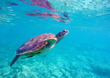 Sea turtle in blue water. Big sea turtle diving in coral reef. Sea tortoise. Green turtle swims in sea. Snorkeling with turtle in lagoon. Aquatic image for banner template or poster with text placeの写真素材