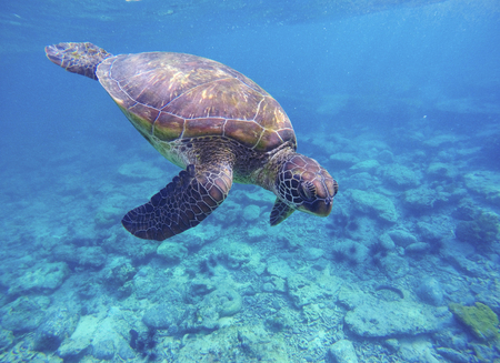Sea turtle in blue water. Green sea turtle diving in coral reef. Sea tortoise. Green turtle swims in sea. Snorkeling with turtle in lagoon. Aquatic image of wild nature discovery with text placeの写真素材