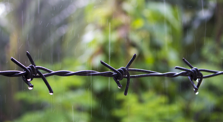 Barbed wire under the rain. Water drops on sharp wire knots. Closeup photo of garden fence protecting property from forest. Concrete wall with razors. Black wire border. Territory border concept imageの写真素材