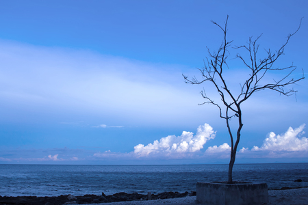 Lonely tree on the beach near deep blue sea. Evening seascape with naked tree and stone beach. Image of lonely tree on empty tropic beach with rocks and sea. Fluffy clouds in blue sky above dark sea.の写真素材