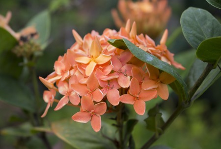 Orange flowers in the garden. Tropical flower Ixora in jungle. Closeup photo of blooming orange Ixora. Exotic botanical garden. Romantic floral decor or summer background. Beautiful blossom of tropicsの写真素材