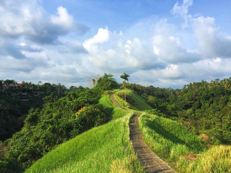 Idyllic walking path on top of green hills. Tropical nature scene. Narrow path in rice fields. Exotic island landscape. Blue sky and fluffy white clouds. Fresh green field on hill. Tropical panoramaの写真素材