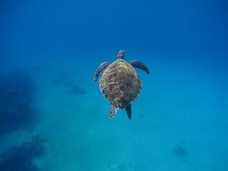 Sea turtle diving in deep blue seashore. Rare marine species of tropical sea. Exotic oceanic animal....