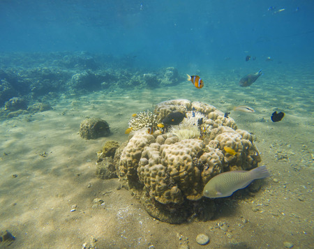 Underwater landscape. Tropical fish clown near coral reef and actinia. Clownfish in actinia....