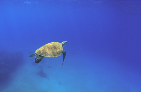 Tortoise swimming in oceanic water. Green turtle in wild nature. Sea tortoise diving in blue...