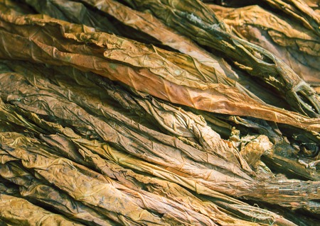 Dried raw tobacco leaves. Golden leaf background. Tobacco leaf under sun. Cigarette ingredient or raw material. Tobacco leaf pile. Bunch of raw tobacco leaves. Natural smoking plant leaf mound photoの写真素材
