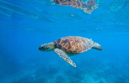 Sea turtle in water. Underwater photo with tortoise. Exotic island seashore environment in tropical lagoon. Wild turtle swimming underwater in blue tropical sea. Sea turtle in wild nature. Sea life.の写真素材