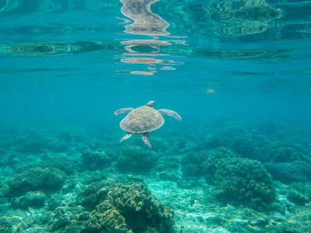 Sea turtle in water of tropic sanctuary. Green turtle in sea water. Ecosystem of tropical seashore. Snorkeling with turtle image. Underwater landscape with sea animal. Green sea tortoise in blue waterの写真素材