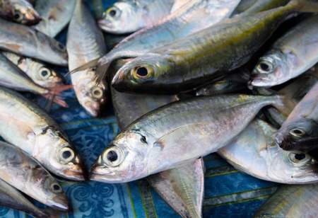 Bunch of sea fishes on wooden table. Fresh sea fish for sell. Small mackerel pile top view photo. Mackerel image for product package or food design. Raw fish cooking ingredient. Seaside food for cookの写真素材