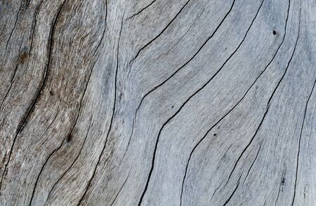 Shabby wooden texture close-up photo. Cold grey wood background. White old tree near the sea. Curves and cracks on rustic timber. Rough timber texture. Sea wood backdrop. Grey weathered tree surfaceの写真素材