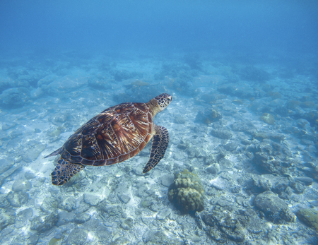 Sea turtle swims underwater. Snorkeling with tortoise. Wild green turtle in tropical lagoon. Sea ecosystem with animals and seaweeds. Oceanic environment. Marine wildlife protected. Endangered speciesの写真素材