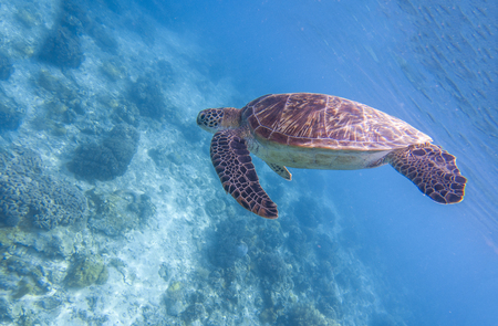 Sea turtle dives blue water. Snorkeling with tortoise. Wild green turtle in tropical lagoon. Sea ecosystem with animals and seaweeds. Oceanic environment. Marine wildlife protected. Endangered speciesの写真素材