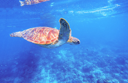Green turtle in clean blue water. Seashore lagoon and tortoise. Wild green turtle in tropical lagoon. Sea ecosystem with wild animals. Sea shore animal. Tropical marine wildlife.の写真素材