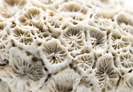 Coral texture close-up. Dead coral reef macro photo. White coral filter comb macrophotography. Seashore organism structure. Abstract natural texture. Tropical sea animal detail. Beach shell backgroundの写真素材