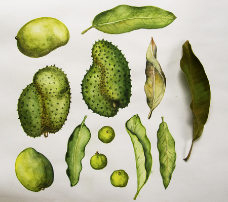 Green tropical fruits and leaves watercolor illustration on white background. Handdrawn and real leaf. Green tropical fruit Guybano. Soursop painting. Green mango clipart. Mango tree leaf isolatedの写真素材