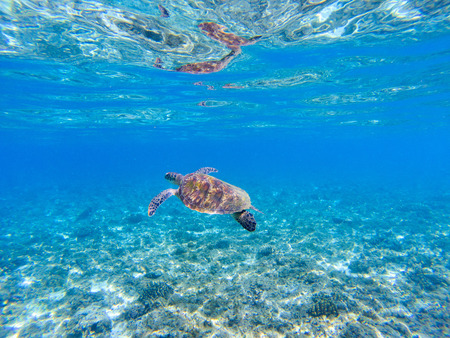 Green turtle in sea water. Marine tortoise swims in shallow seawater. Green sea turtle underwater photo. Sunny tropical lagoon and marine animal. Endangered marine species. Tropical seashore wildlifeの写真素材