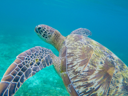 Green sea turtle closeup in shallow sea water. Sea turtle closeup. Snorkeling or diving with tortoise. Wild green turtle in tropical lagoon. Sea environment with animals and seaweeds. Marine tortoiseの写真素材