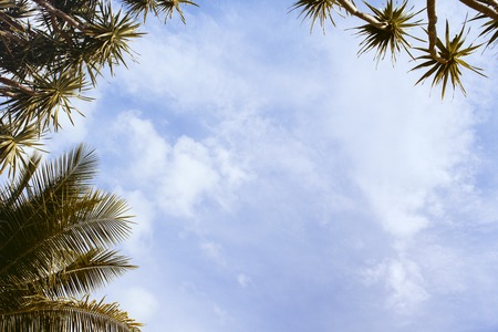 Coco palm leaf on sky background. Tropical island vintage toned photo. Summer holiday banner template. Fluffy palm tree crown with green leaf. Coconut palms under sunlight. Exotic nature relaxing viewの写真素材
