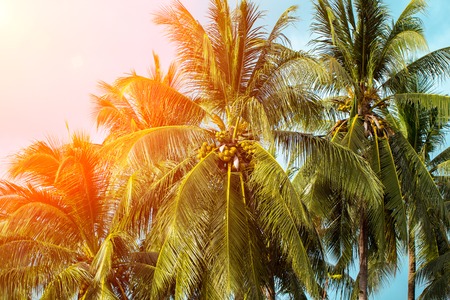 Coco palm tree in orange light. Tropical landscape with palms. Palm tree crown on blue sky. Sunny...