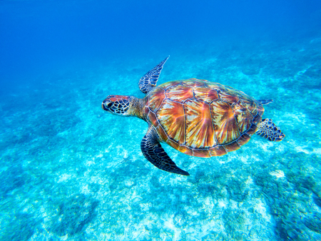 Green sea turtle in shallow seawater. Big green sea turtle closeup. Marine species in wild nature. Turtle in tropical sea. Tortoise photo. Big turtle swims. Aquatic animal underwater. Tortoise shellの写真素材