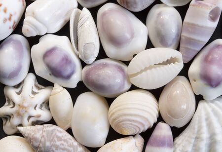 Pale violet sea shells background. Small shells closeup. Sea shell banner template. Tropical island seashore finding. Exotic island beach texture. Warm sea nature detail. Marine shell cover top view.の写真素材