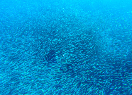 Sardines colony in blue sea. Massive fish school undersea photo. Huge fish school swimming in...