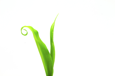 Green leaf of young ginger plant sprout on white background. Fresh green seedling studio photo. Young green leaf with curl isolated. Spring greenery growing. Gardening hobby. Potted plant seed growthの写真素材