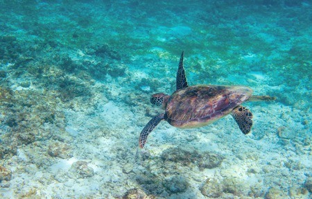 Green sea turtle in turquoise sea water. Tropical nature of exotic island. Olive ridley turtle in blue sea water.の写真素材