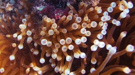 Actinia tentacles. Underwater closeup photo. Undersea texture. Wildlife scene of tropical shore....