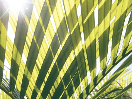 Green palm leaf transparent silhouette on sun. Palm leaf closeup. Green leaf of coco palm tree....