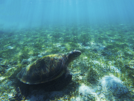 Sea turtle in shadow of sunlight. Tropical seashore underwater photo. Marine tortoise undersea. Green turtle in natural environment. Green turtle swims underwater. Aquatic animal of tropical seashoreの写真素材