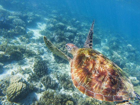 Sea turtle swims above sea bottom. Tropical seashore underwater photo. Marine tortoise undersea. Green turtle in natural environment. Green turtle swims underwater. Marine animal of tropical seashoreの写真素材