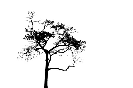 Black tree silhouette on white background. Tall tree vector silhouette isolated. Tropical tree. Straight trunk and naked branch. Old dry tree. Wild tropical nature. Terminalia catappa Botanical gardenのイラスト素材