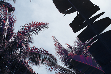 Tropical garden with banana and coconut palm leaves. Vintage toned photo. Tropical nature banner. Palm leaf ornament on blue sky background. Pink and blue colored image. Tropical garden. Summer travelの写真素材