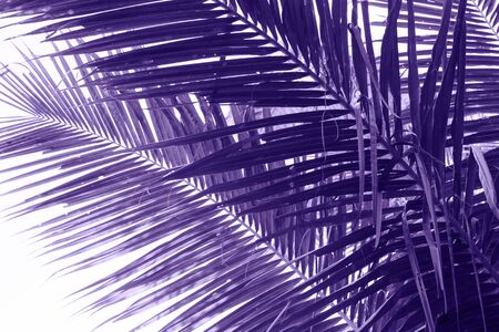 Coconut palm tree leaf violet toned photo. Coco leaf closeup. Abstract coco palm leaf background. Violet palm leaf in sunlight. Exotic nature wallpaper. Tropical island summer vacation banner templateの写真素材